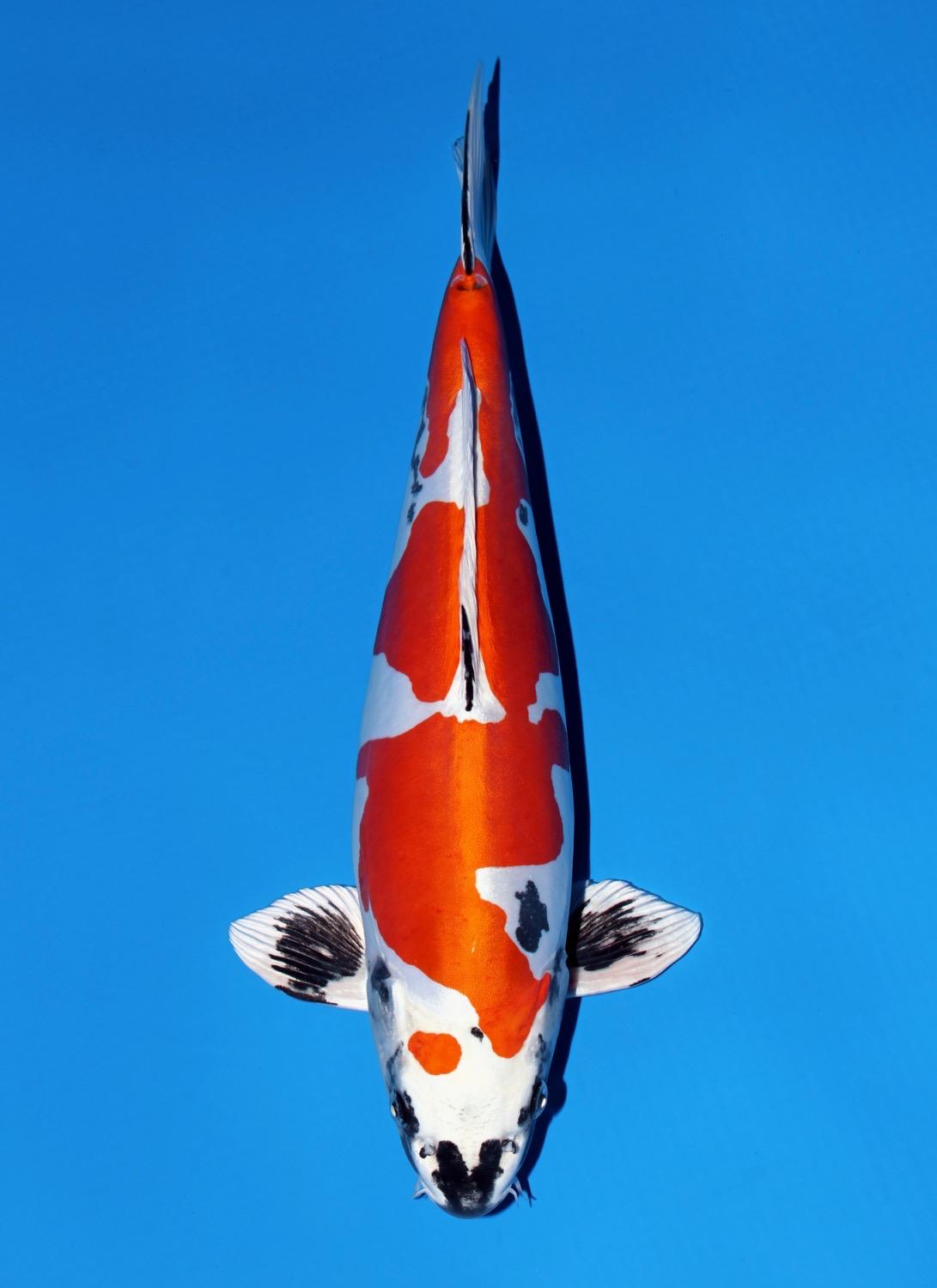 Sansai Hikari Moyomono van de Japanse kweker Aokia