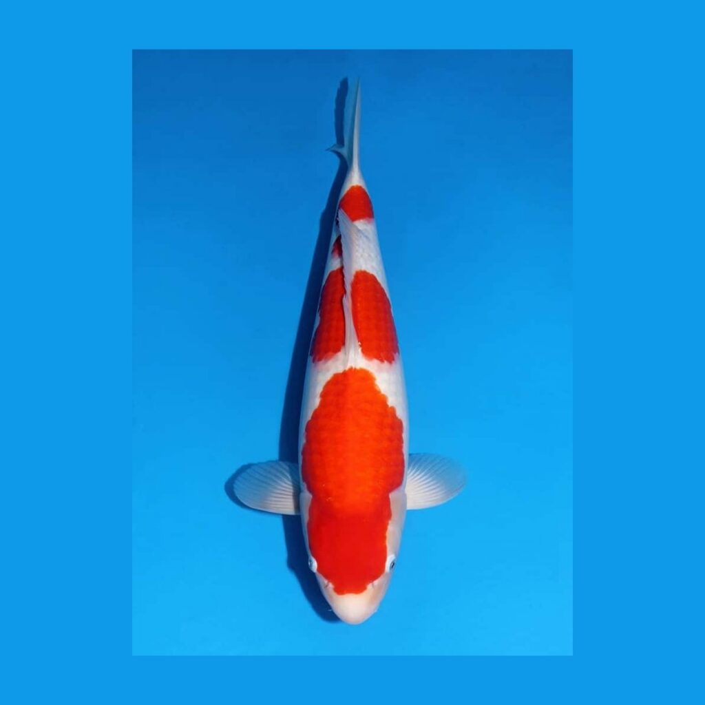 Sansai Kohaku van de Japanse kweker Matsue
