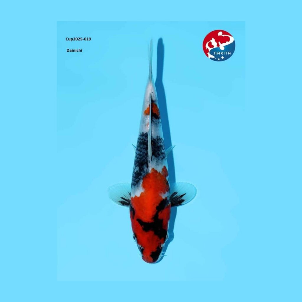 Showa van de Japanse kweker Dainichi