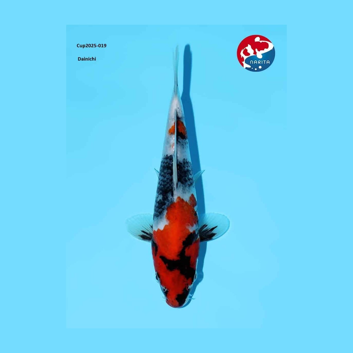 Showa van de Japanse kweker Dainichi