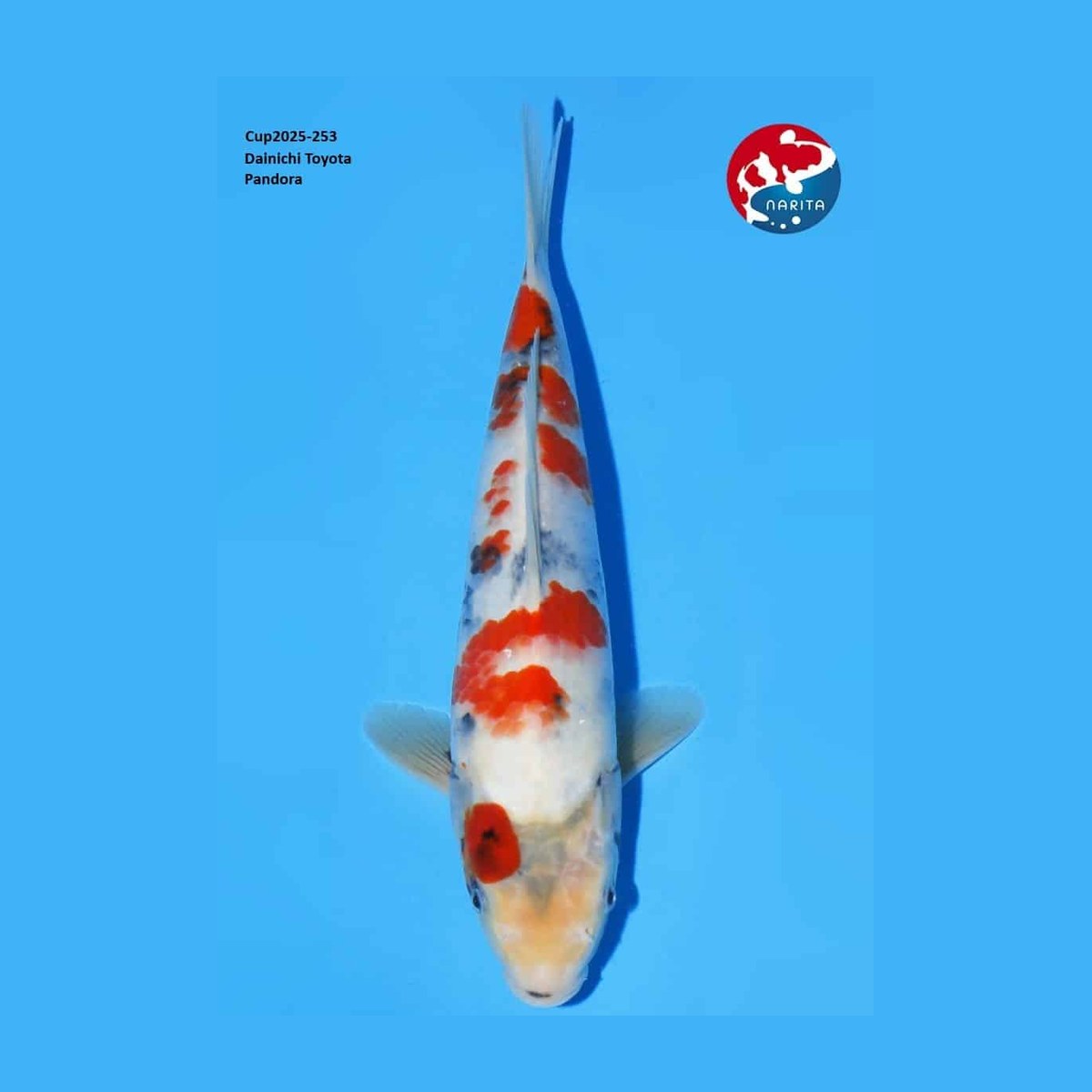 Showa van de Japanse kweker Dainichi