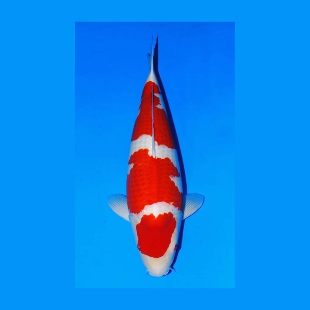Yonsai Kohaku van de Japanse kweker Sakai SFF